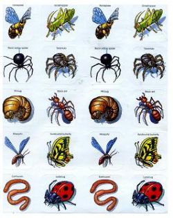 Insect Stickers 25 Sheets
